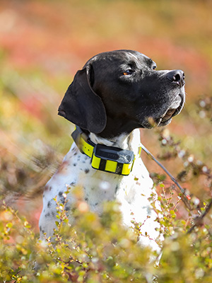 Encart_Gps_CollierAnimaux